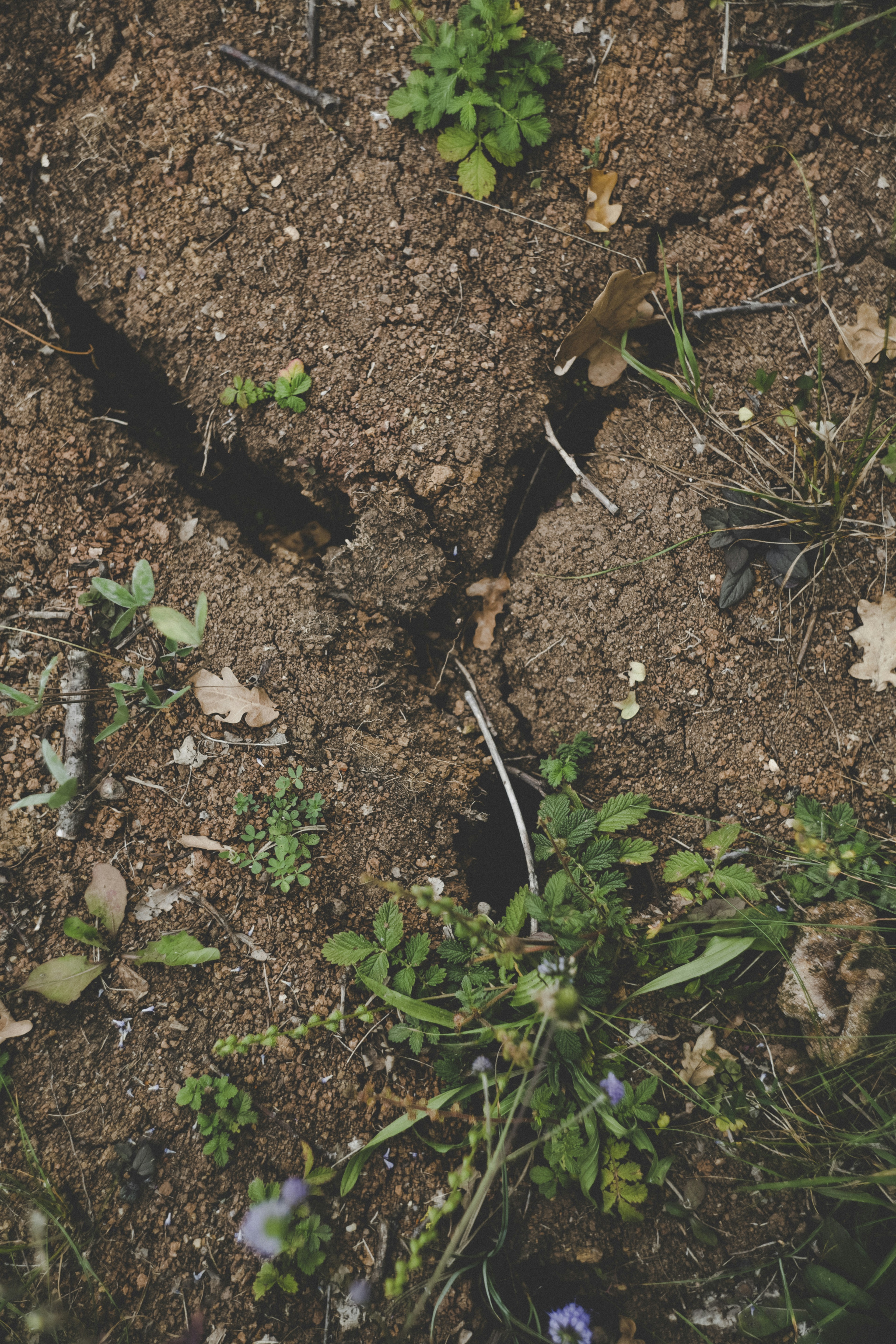 How Do I Deal With Soil Erosion In My Garden?