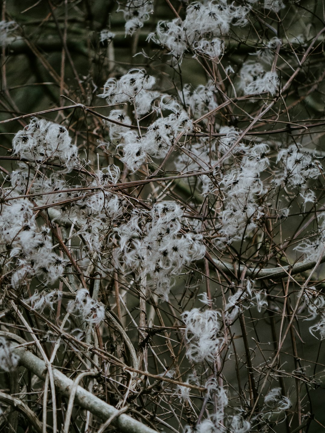 white cherry blossom in bloom during daytime