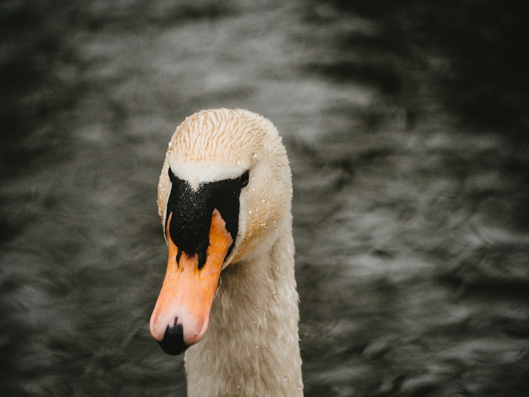 white swan in close up photography