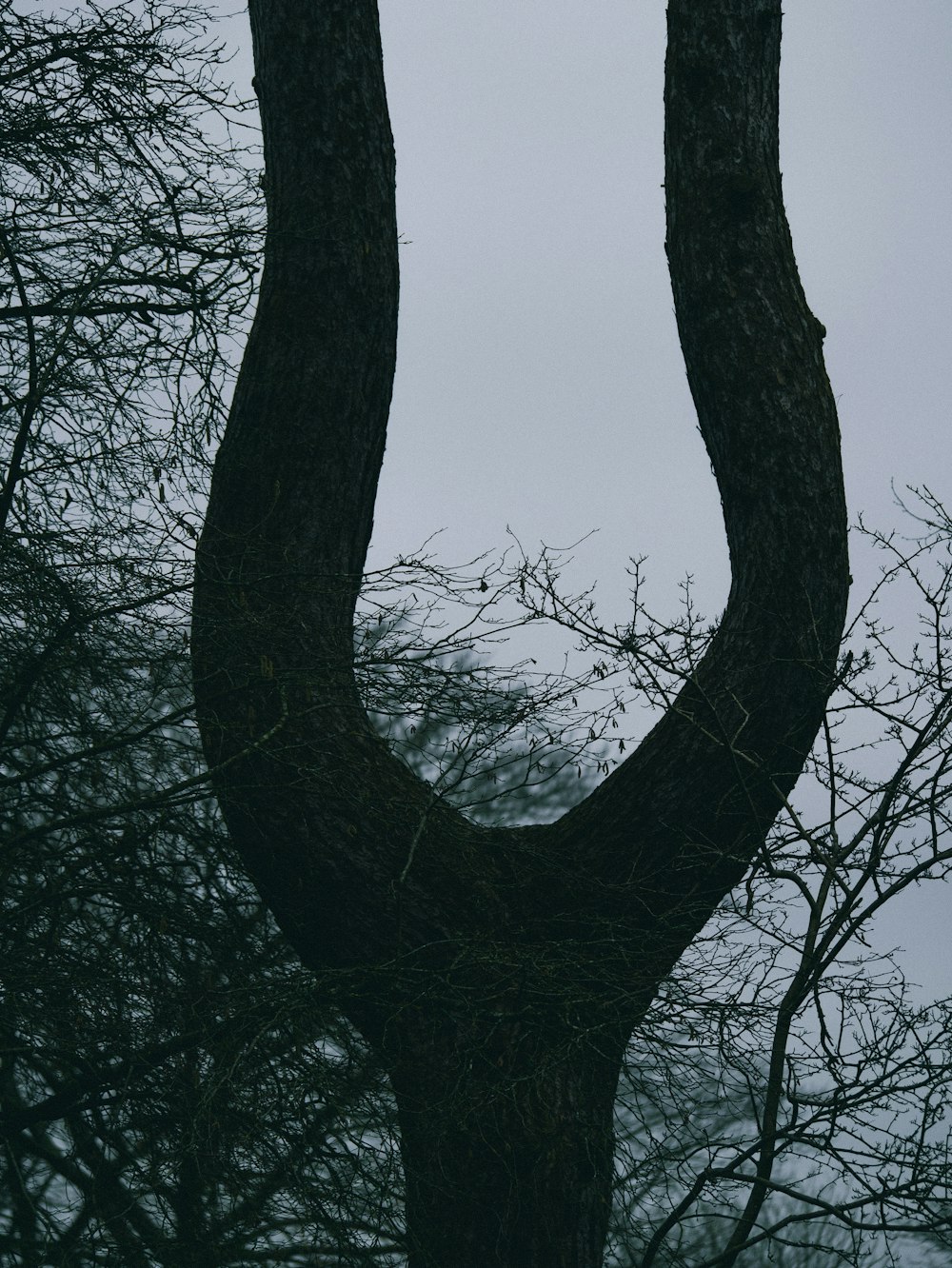 grayscale photo of leafless tree