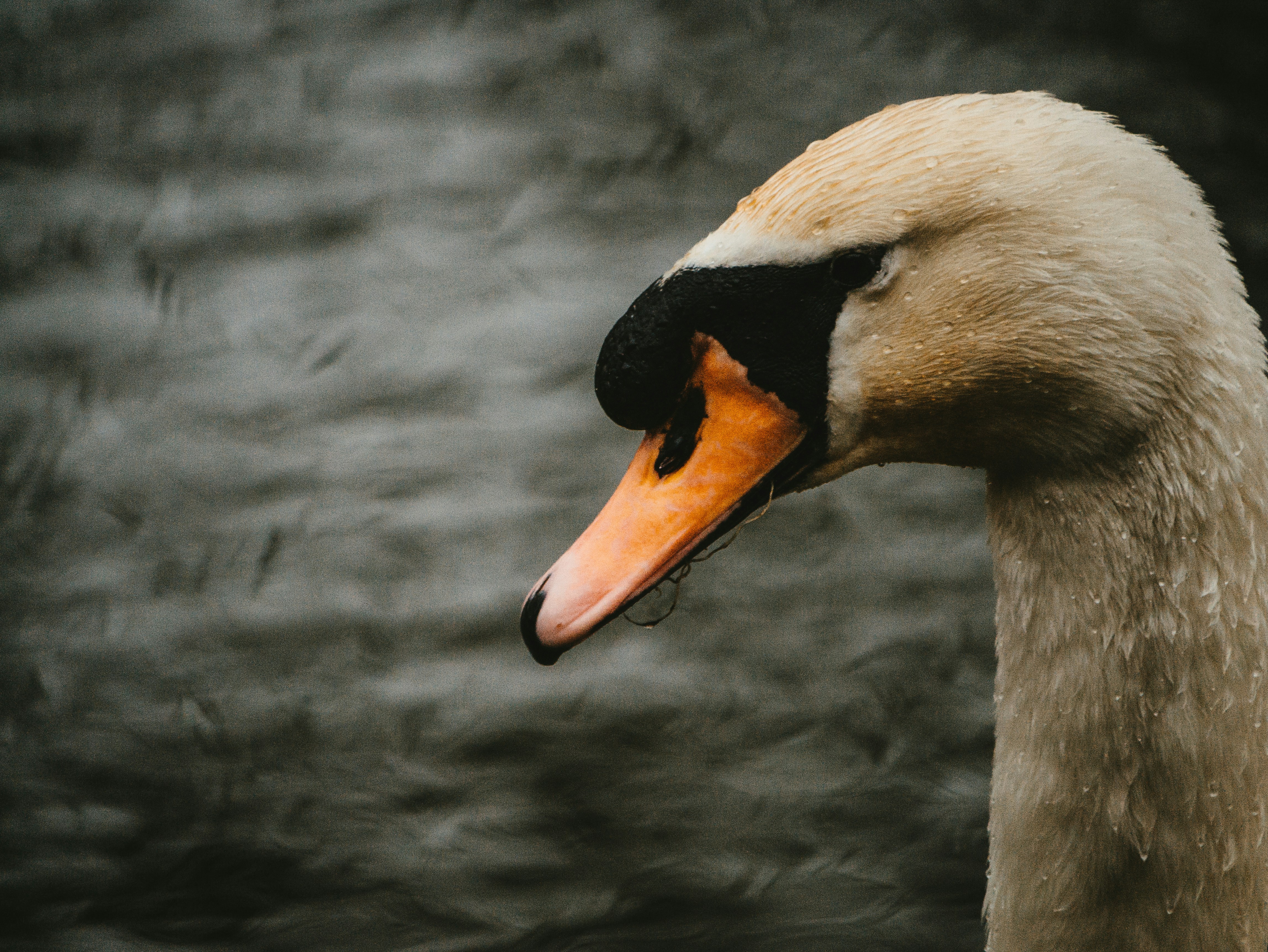 white swan in water during daytime fauna teams background