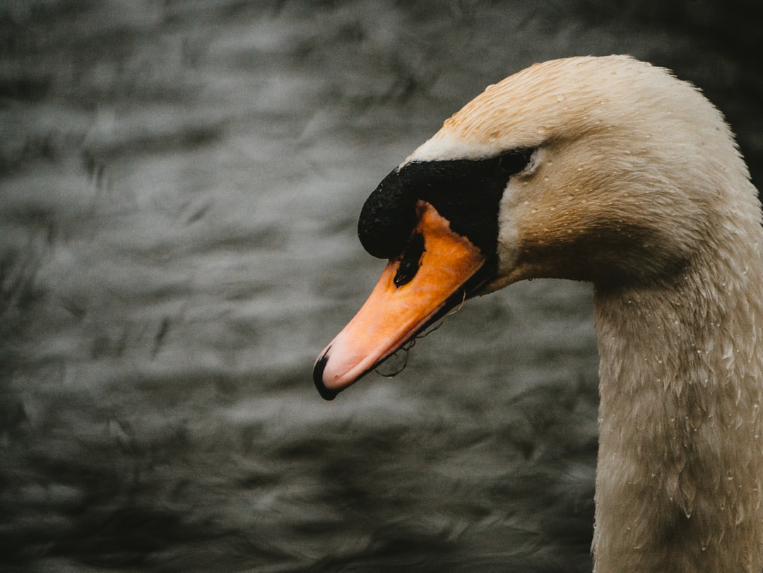 white swan in water during daytime