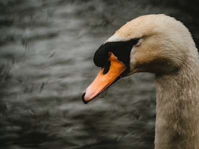 white swan in water during daytime fauna google meet background