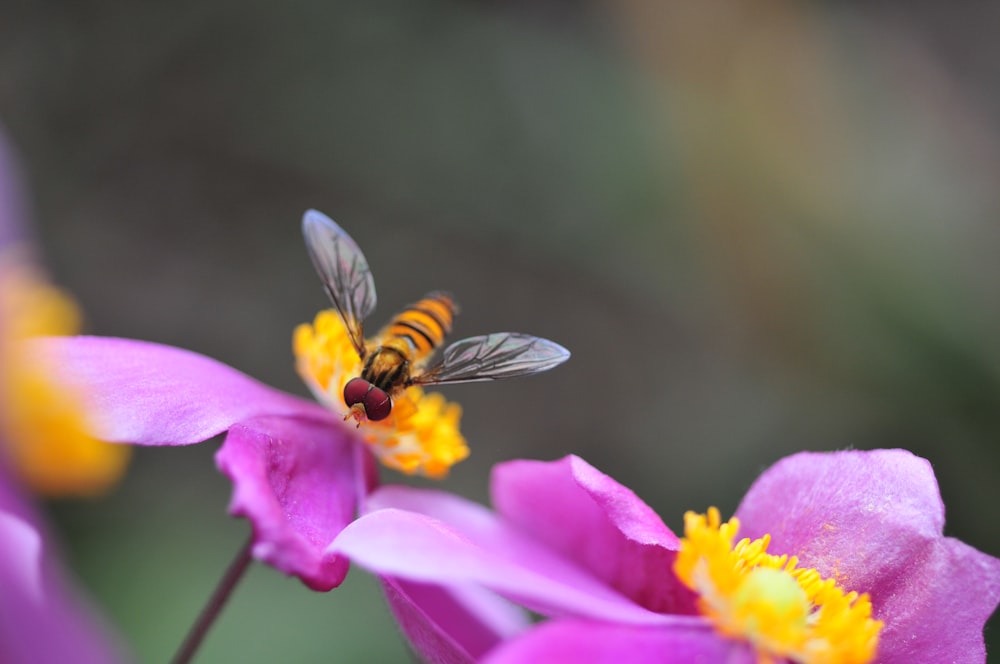 black and yellow bee on purple flower