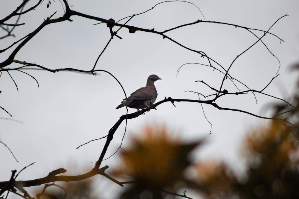 grey bird perched on tree branch during daytime