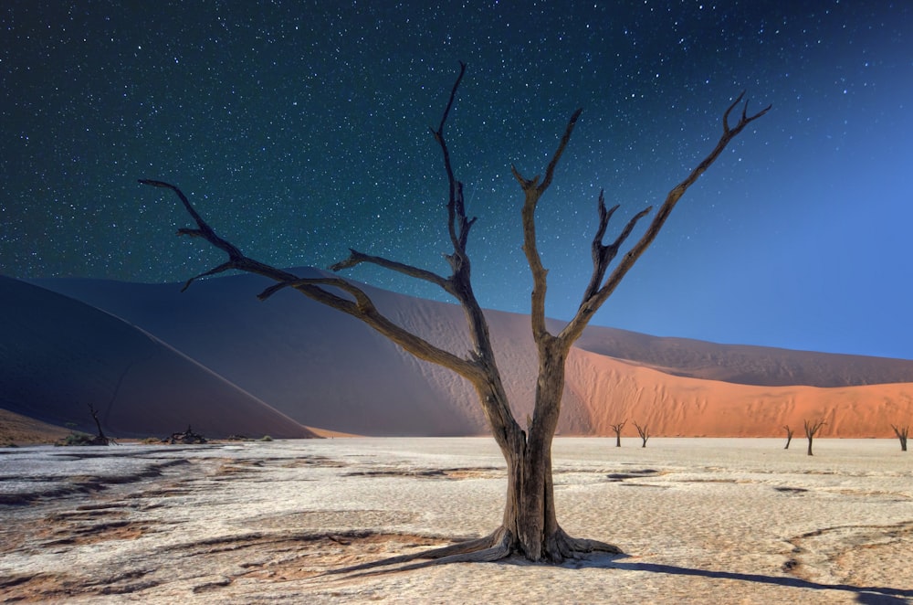 leafless tree on white sand during night time