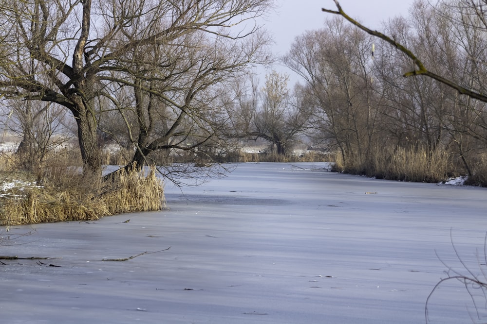 brown leafless tree on snow covered ground during daytime