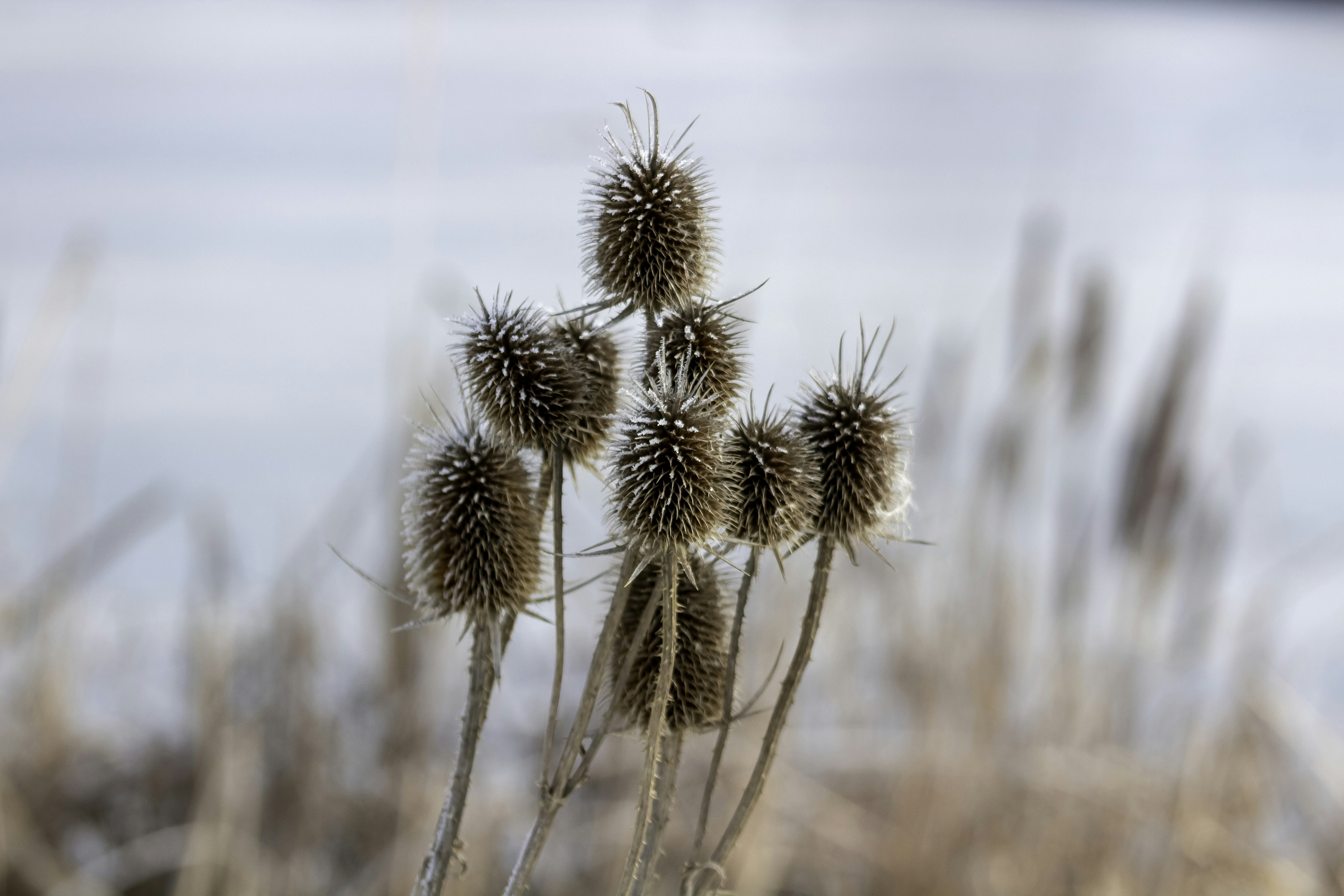 brown and white plant during daytime