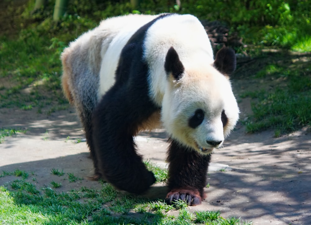 white and black panda on brown dirt