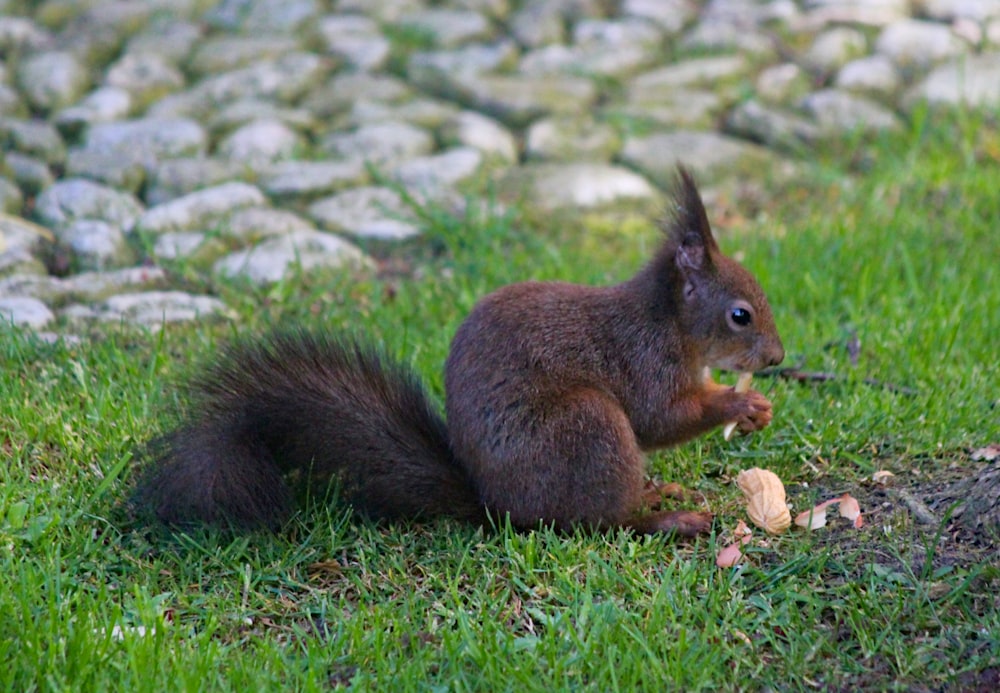 brown squirrel eating nut on green grass during daytime