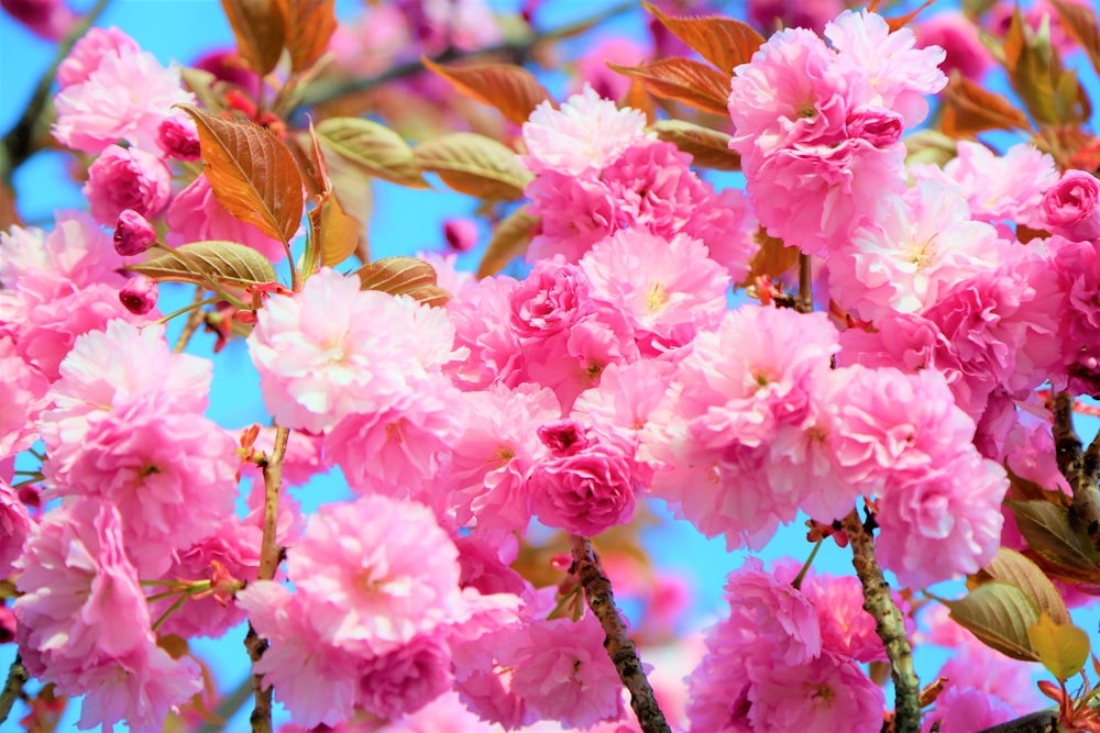 pink flowers in macro shot