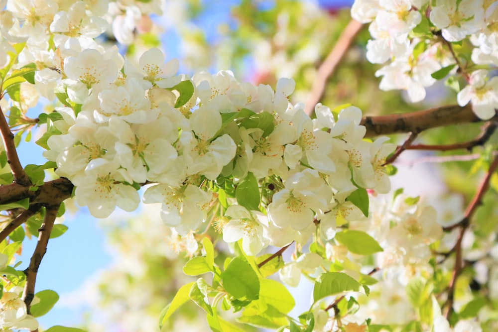 white cherry blossom in close up photography