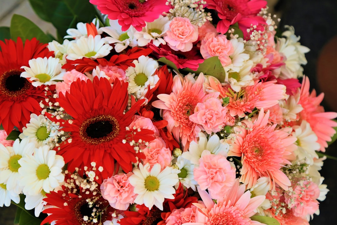 pink and white flowers during daytime