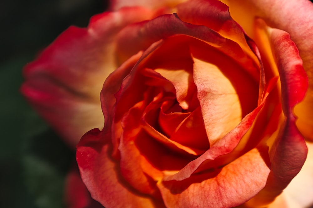 pink rose in bloom close up photo