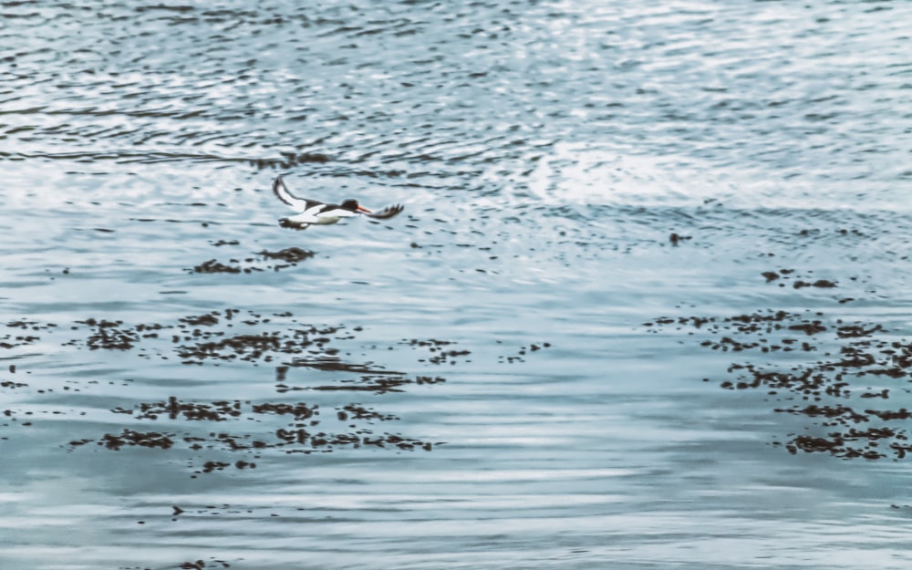 white and black bird flying over the sea during daytime