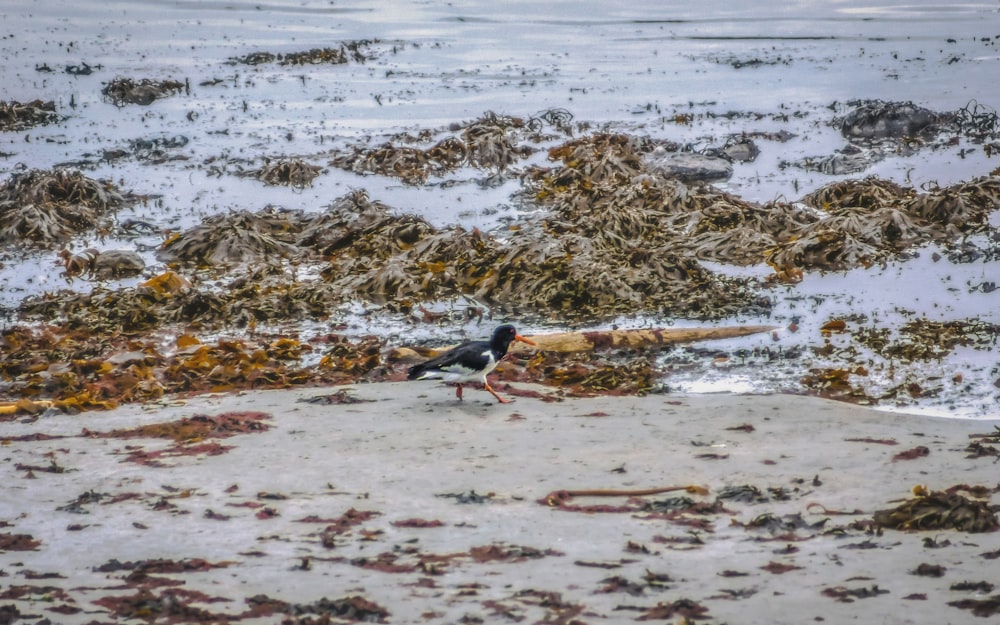 black and white bird on water during daytime