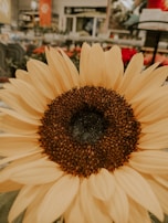 A large sunflower with light yellow petals and a dark brown center dominates the foreground. The background appears to be indoors with various blurred objects and signs, indicating a store setting.