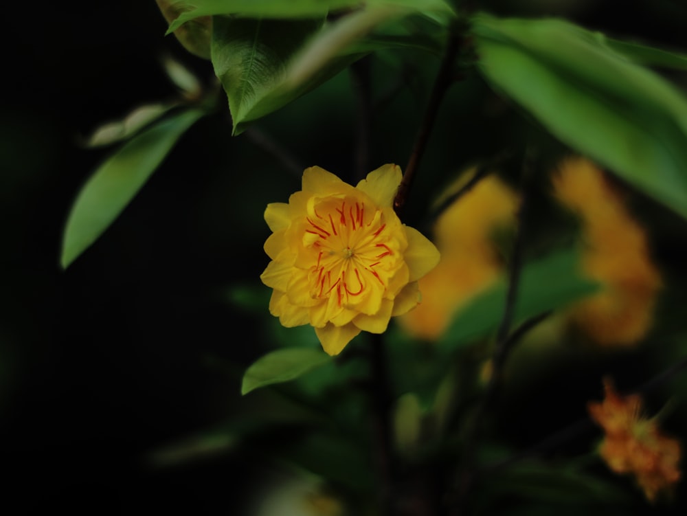 yellow flower in tilt shift lens