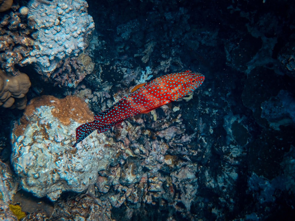 orange and white fish in water