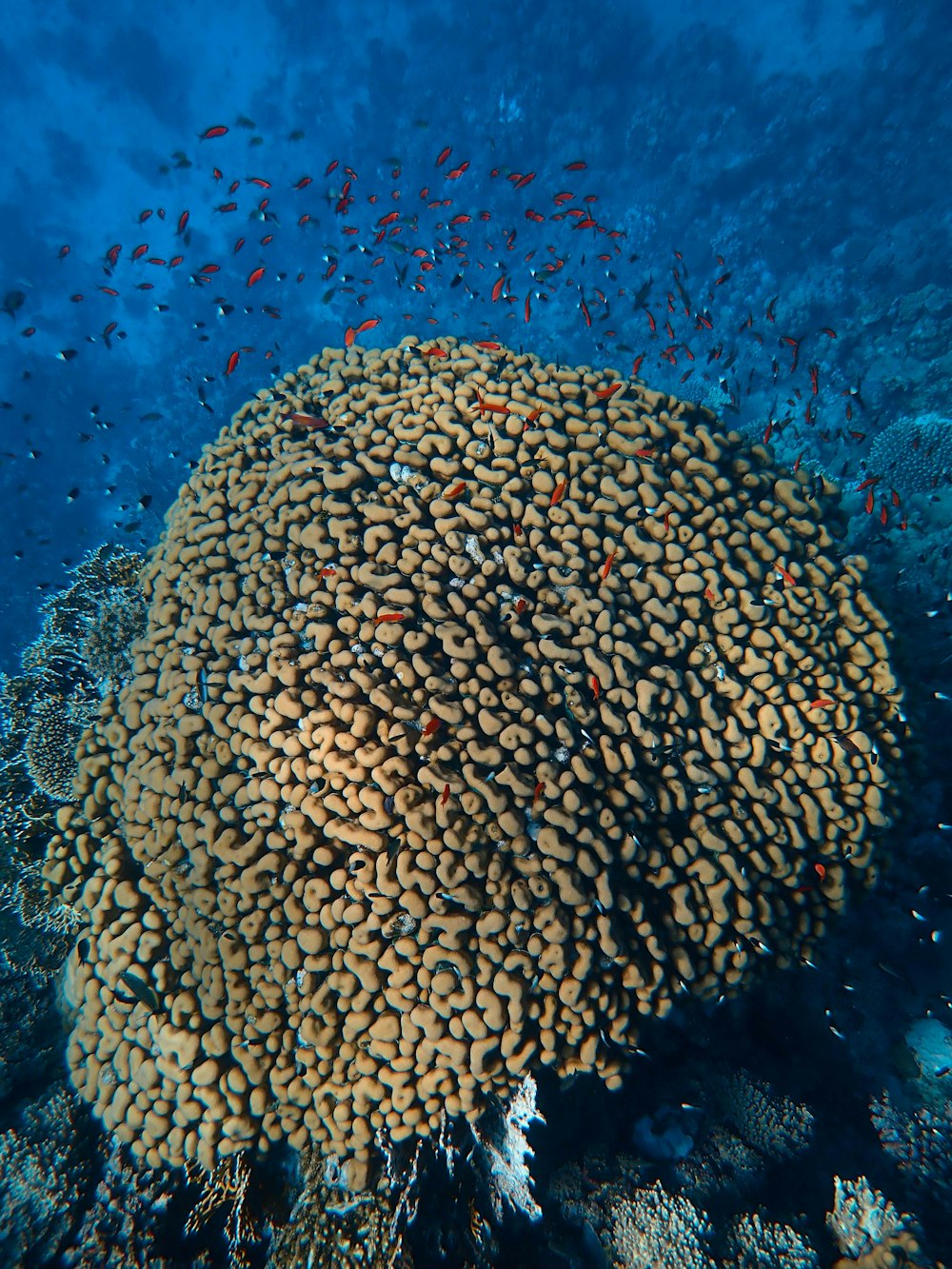 brown coral reef in water