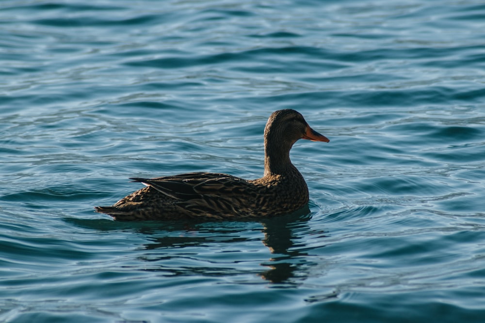 brown duck on water during daytime