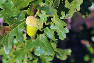 An acorn hanging from a branch surrounded by oak leaves. The acorn is bright green with a textured cap, and the leaves have distinct lobes and a deep green color.