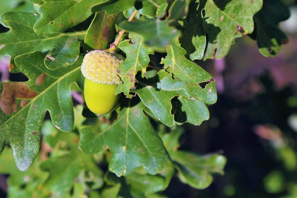 An acorn hanging from a branch surrounded by oak leaves. The acorn is bright green with a textured cap, and the leaves have distinct lobes and a deep green color.