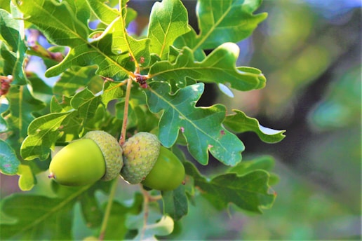 A serene oak tree growing from a small acorn in a sunlit forest clearing.