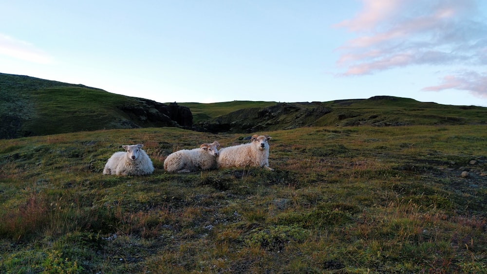 white sheep on green grass field during daytime