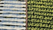 An aerial view of agricultural fields reveals two distinct sections. The left side shows multiple elongated rows covered with translucent protective material, likely to guard plants underneath. The right side features dense, unprotected greenery, organized in a consistent pattern that suggests crop farming. A dirt path separates the two areas.