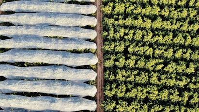 An aerial view of agricultural fields reveals two distinct sections. The left side shows multiple elongated rows covered with translucent protective material, likely to guard plants underneath. The right side features dense, unprotected greenery, organized in a consistent pattern that suggests crop farming. A dirt path separates the two areas.