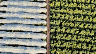 An aerial view of agricultural fields reveals two distinct sections. The left side shows multiple elongated rows covered with translucent protective material, likely to guard plants underneath. The right side features dense, unprotected greenery, organized in a consistent pattern that suggests crop farming. A dirt path separates the two areas.