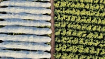 An aerial view of agricultural fields reveals two distinct sections. The left side shows multiple elongated rows covered with translucent protective material, likely to guard plants underneath. The right side features dense, unprotected greenery, organized in a consistent pattern that suggests crop farming. A dirt path separates the two areas.