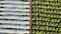 An aerial view of agricultural fields reveals two distinct sections. The left side shows multiple elongated rows covered with translucent protective material, likely to guard plants underneath. The right side features dense, unprotected greenery, organized in a consistent pattern that suggests crop farming. A dirt path separates the two areas.