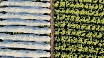 An aerial view of agricultural fields reveals two distinct sections. The left side shows multiple elongated rows covered with translucent protective material, likely to guard plants underneath. The right side features dense, unprotected greenery, organized in a consistent pattern that suggests crop farming. A dirt path separates the two areas.