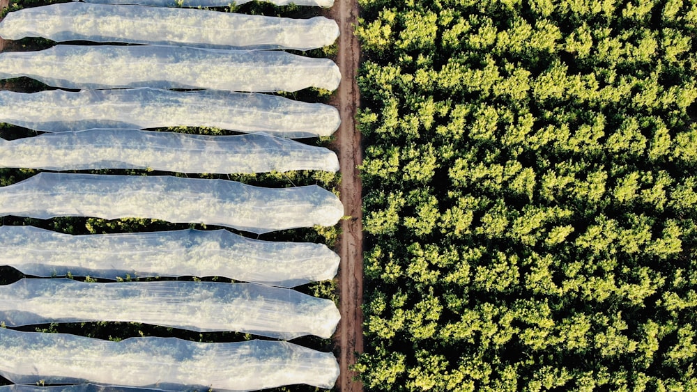 an aerial view of a field of crops