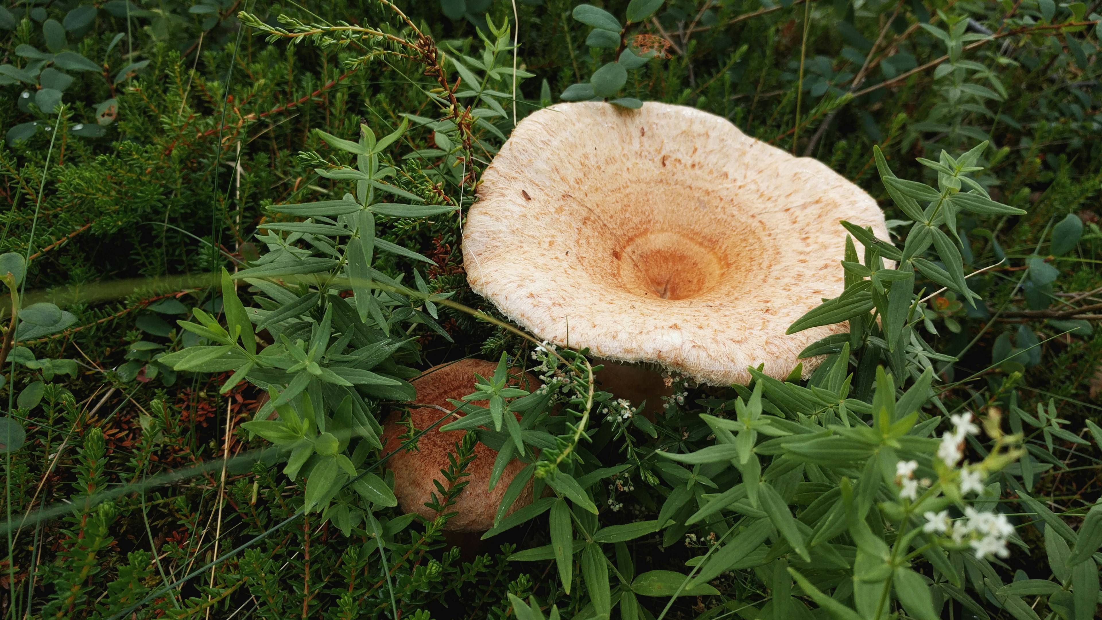 brown and white mushroom on green grass