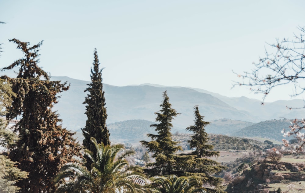 green pine trees on mountain during daytime