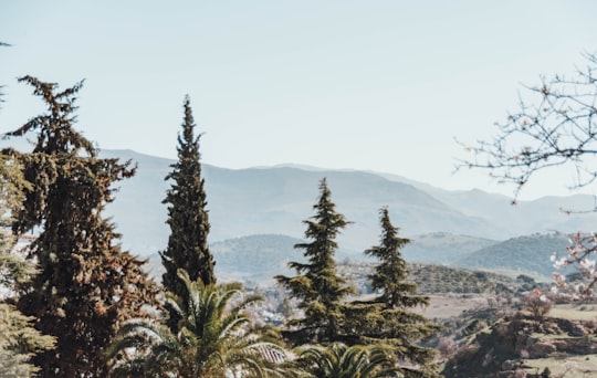 green pine trees on mountain during daytime in Ronda Spain