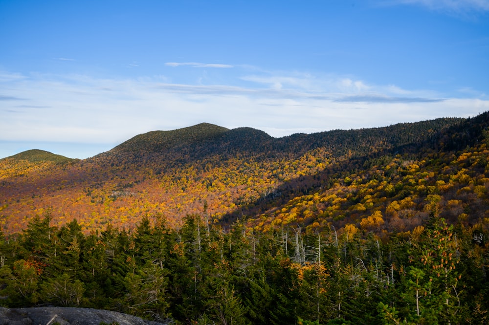 arbres verts et bruns sur la montagne sous le ciel bleu pendant la journée