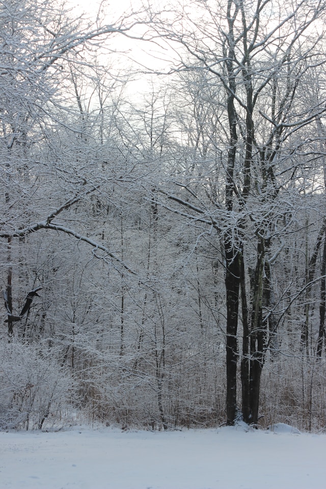 Winter Trees Quotes And Descriptions To Inspire Creative Writing
