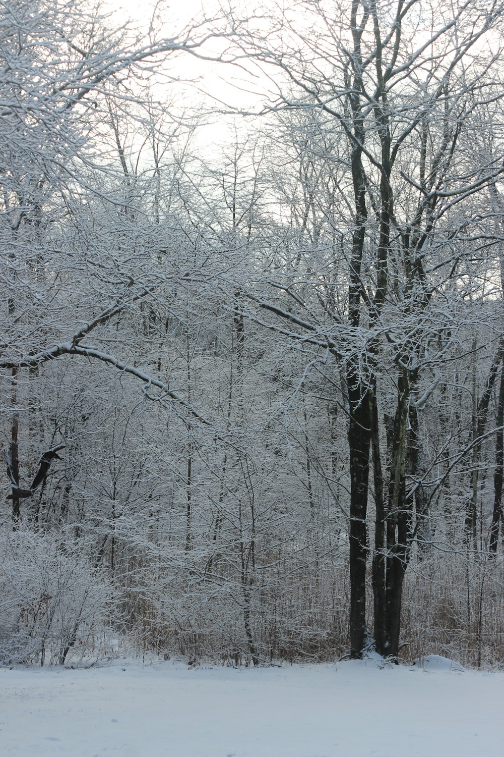 snow covered trees during daytime