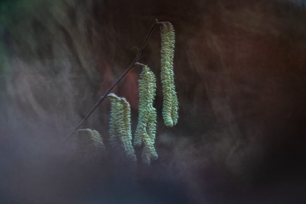 green cactus plant in close up photography