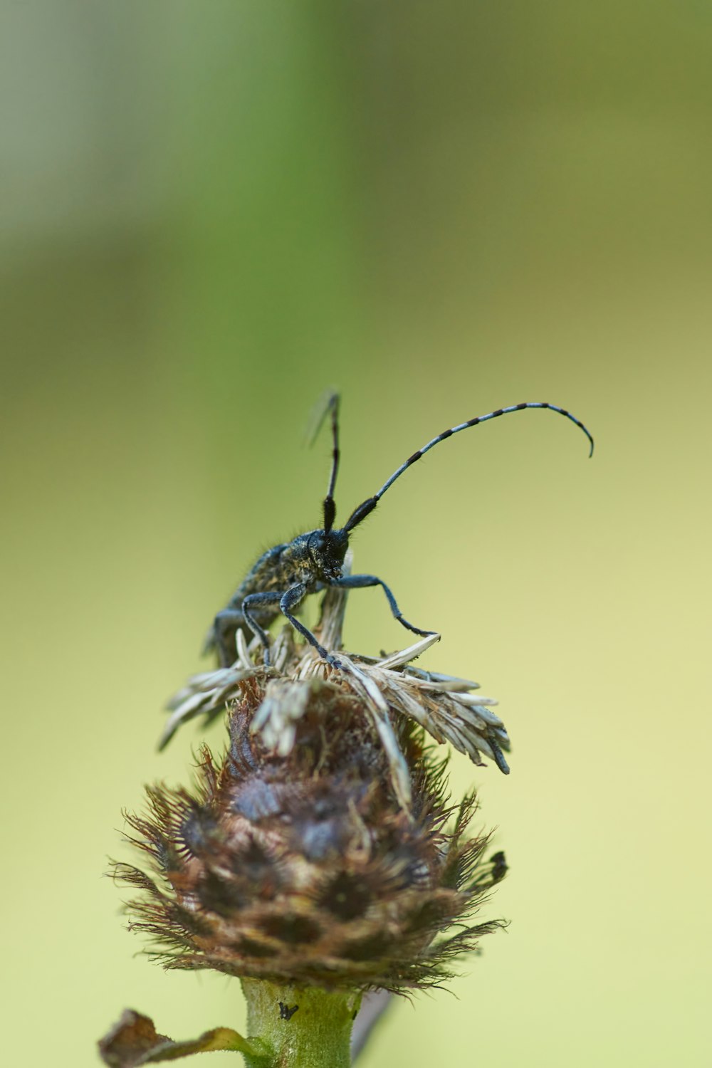 black and white insect on brown stem