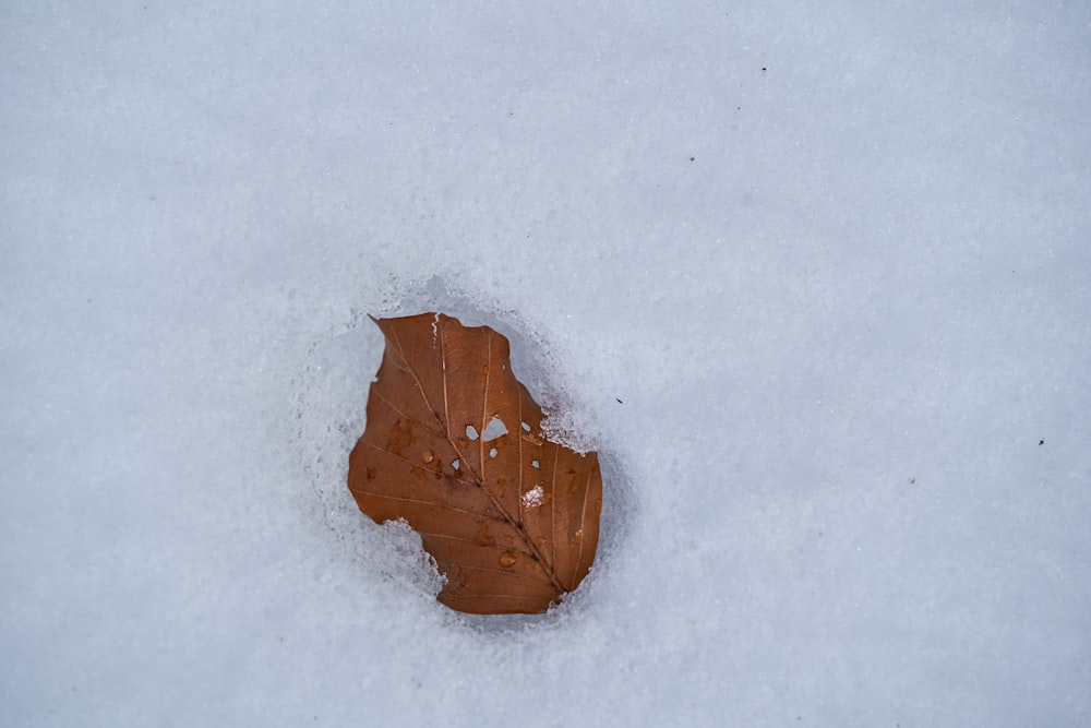 brown leaf on white snow