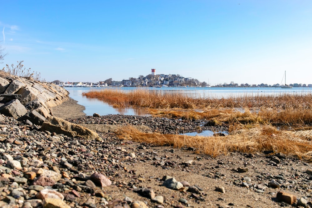 brown grass near body of water during daytime