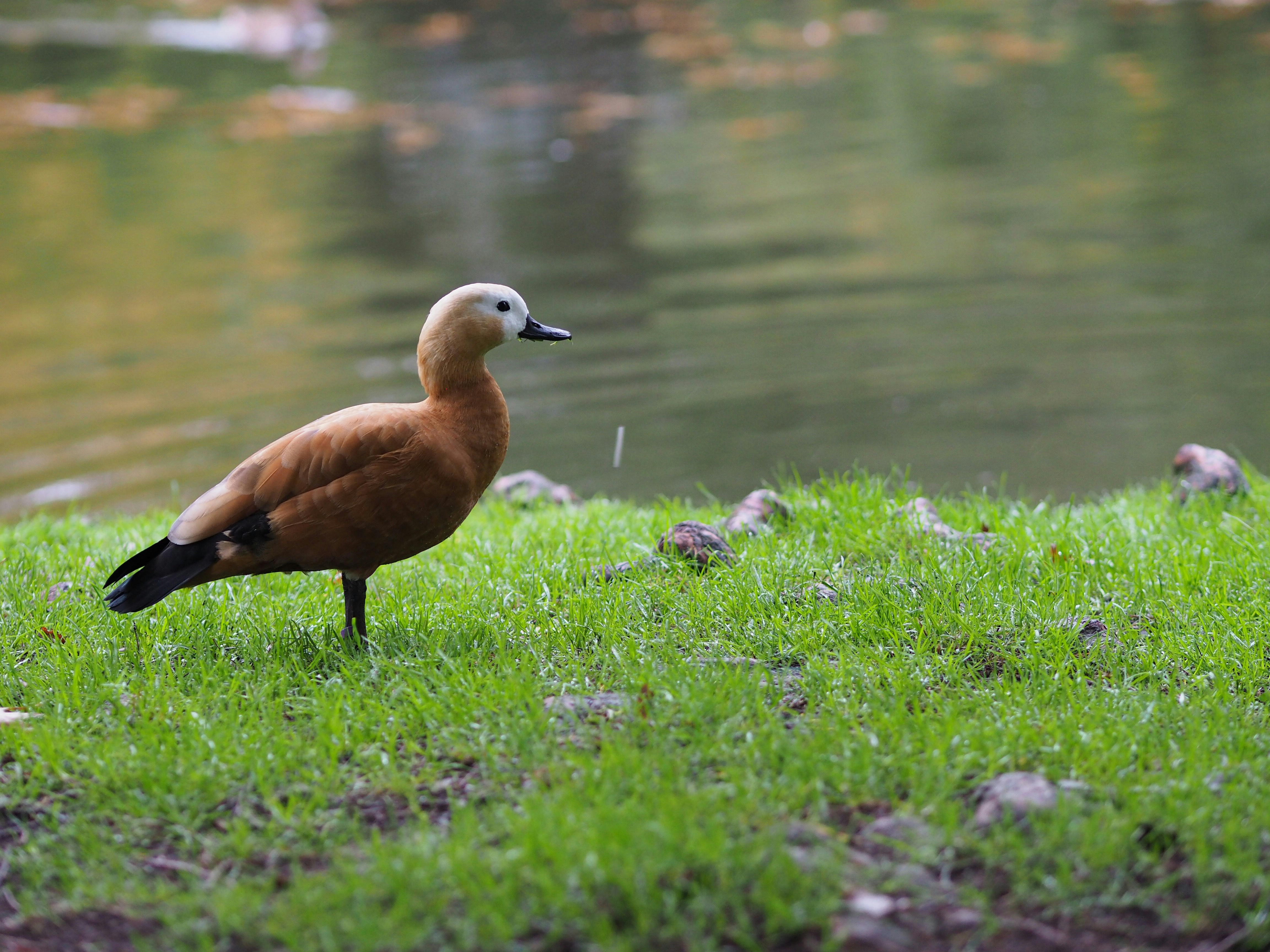 Définition de canard Dictionnaire français