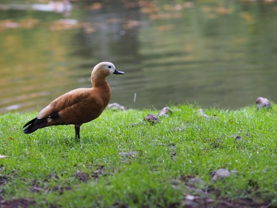 brown duck on green grass near lake during daytime in Nantes France