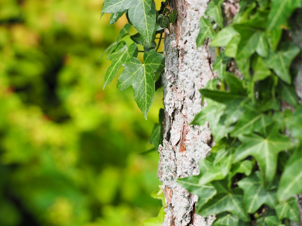 green leaves on white tree trunk