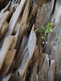 green plant on gray rock